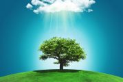 Nowe regulacje prawne w sprawie usuwania drzew