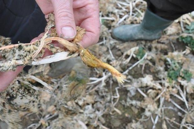 Ogłoszenie dla sadowników i rolników dot. wymarznięć.