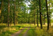Informacja o wycince drzew prowadzonej na terenie gminy Młodzieszyn