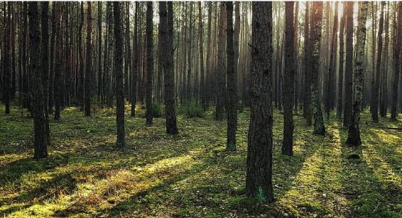 Kampinoski Park Narodowy zamknięty do odwołania