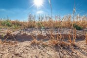Informacje dotyczące oszacowania szkód w wyniku suszy rolniczej
