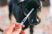 Zawiadomienie o szczepieniu psów - Sołectwo Kamion