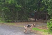 Znaleziono psa w Starych Budach