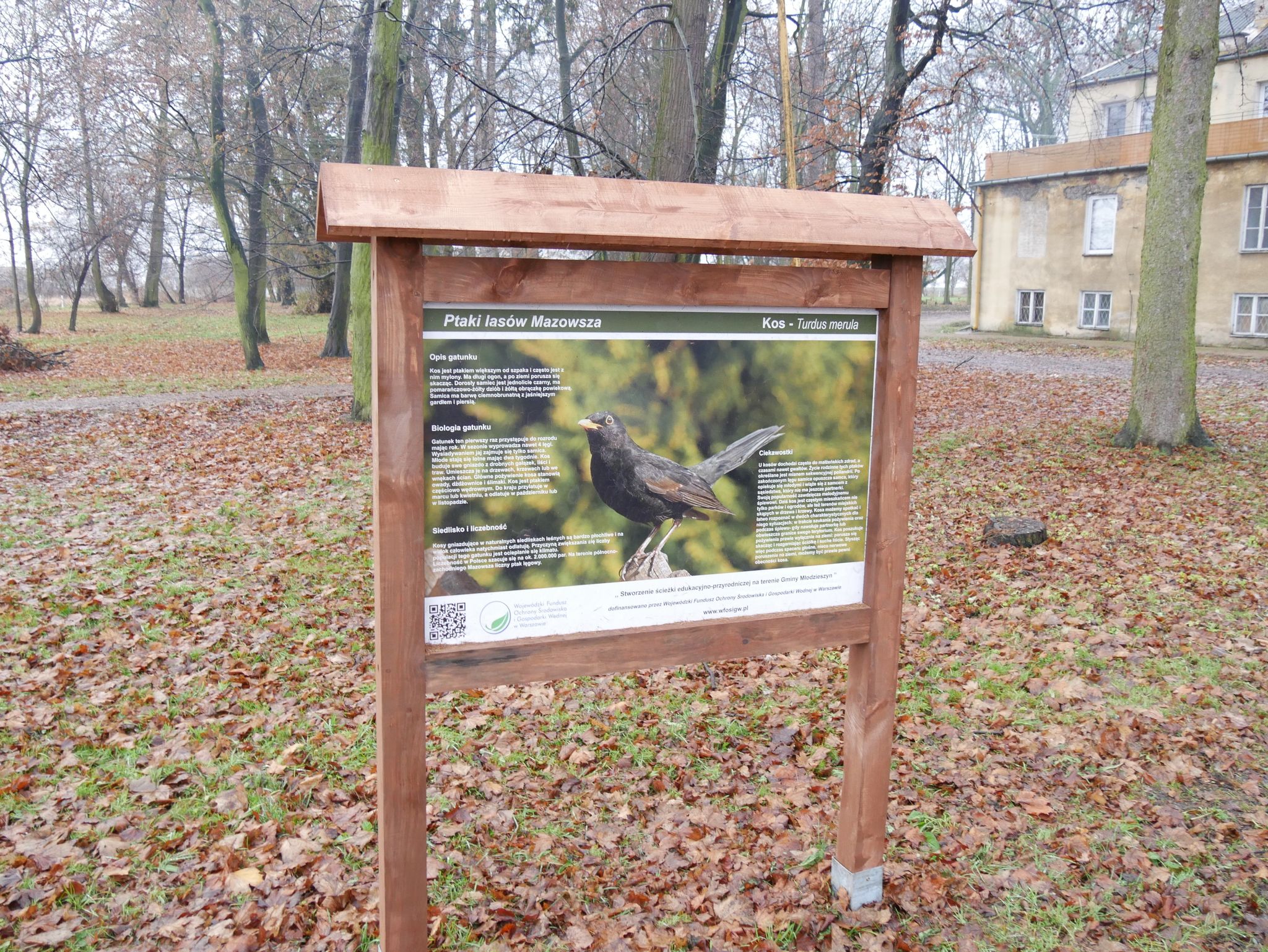 Ścieżka edukacyjna i nowe nasadzenia w parku w Młodzieszynie