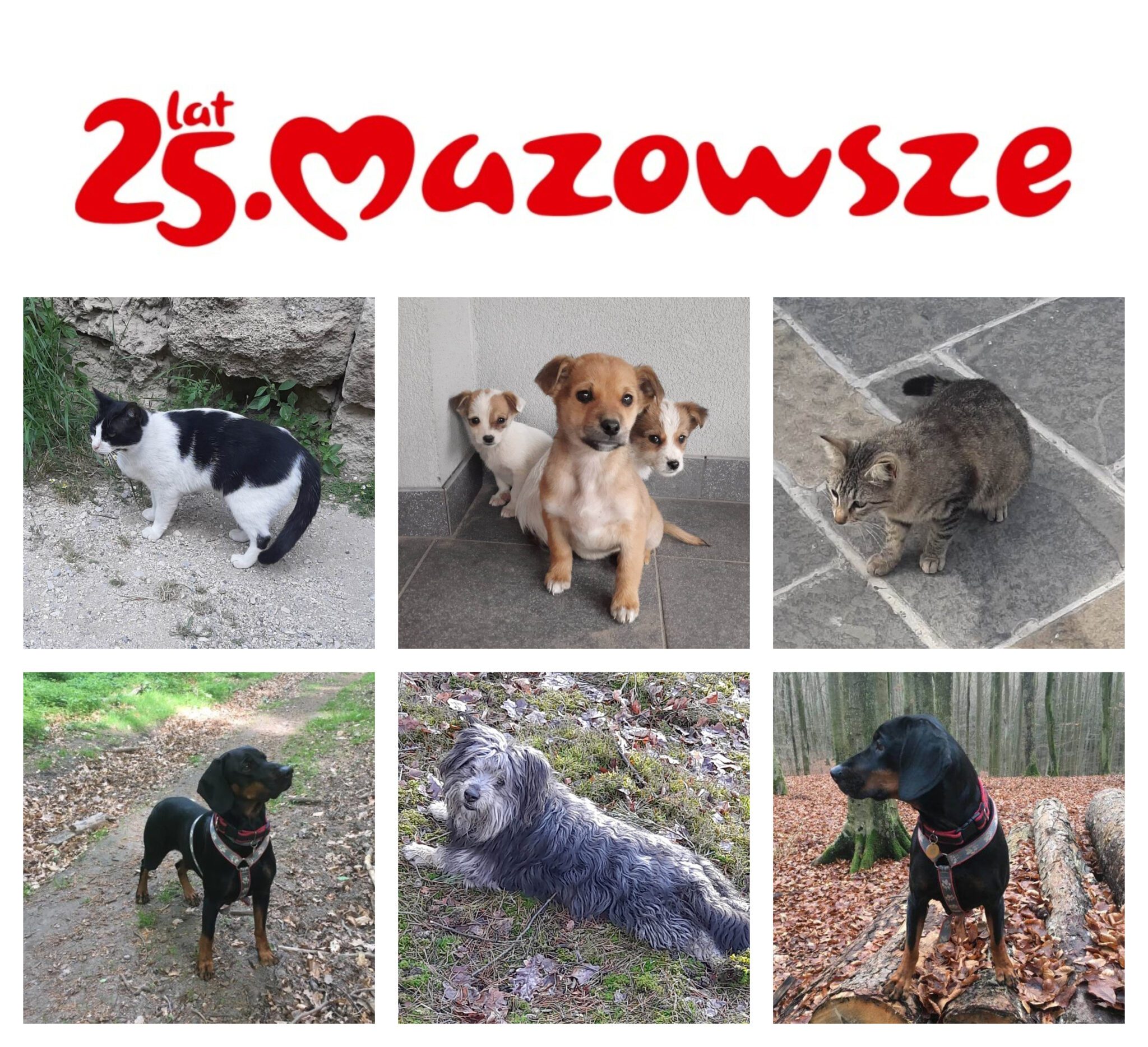 Zapisy na zabiegi sterylizacji i kastracji dla zwierząt z terenu gminy Młodzieszyn