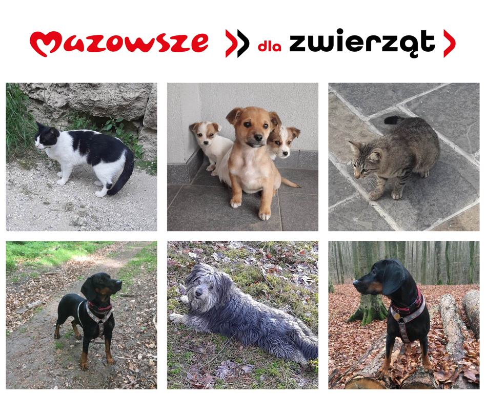 Zapisy na zabiegi sterylizacji i kastracji dla zwierząt z terenu gminy Młodzieszyn
