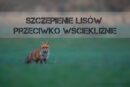 Szczepienie lisów przeciwko wściekliźnie