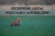 Szczepienie lisów przeciwko wściekliźnie