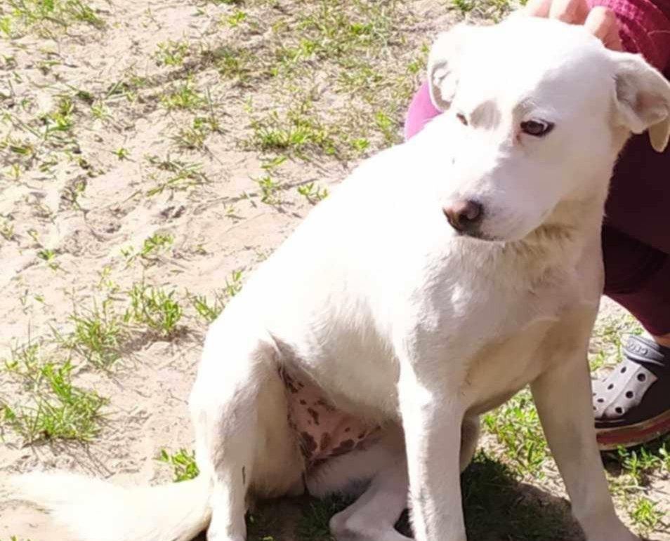 Pies szuka właściciela