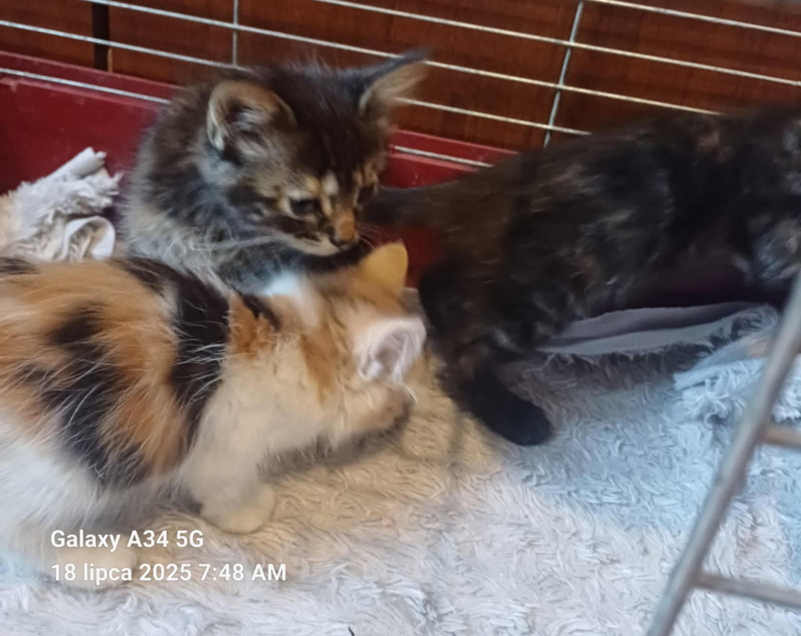 Szukamy nowego domu dla kotków