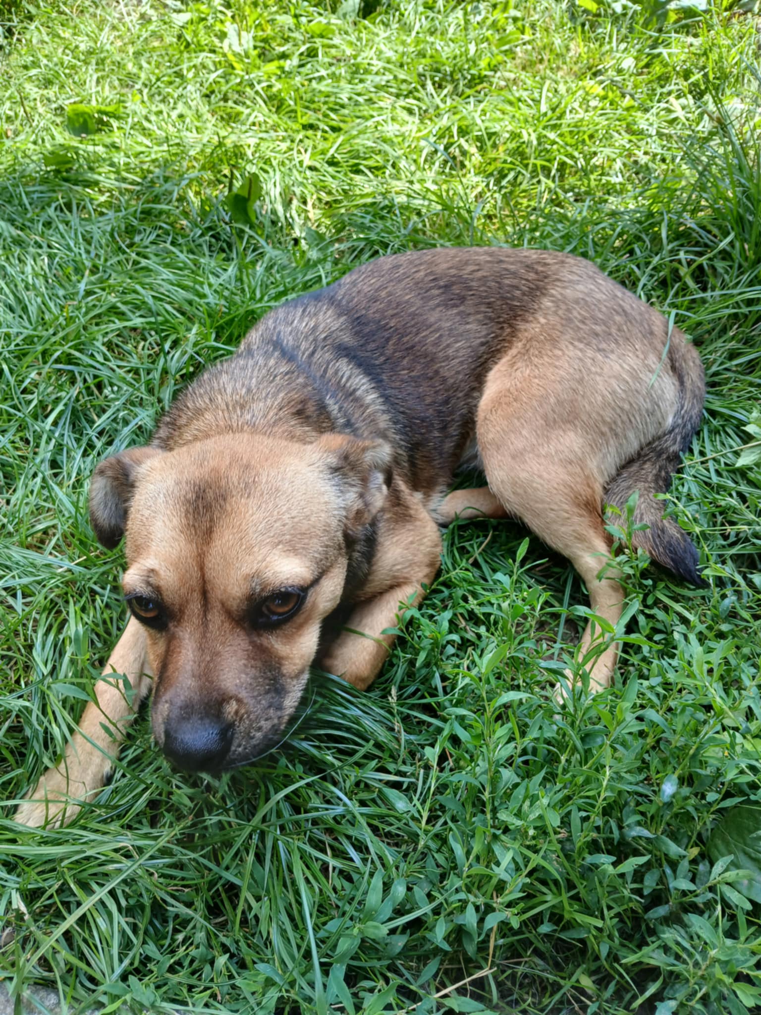 Pies szuka właściciela