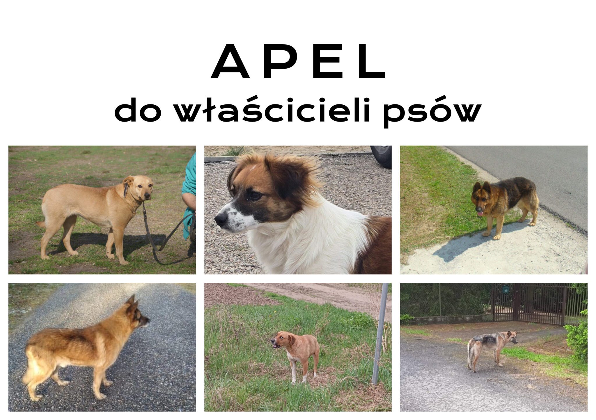 APEL do właścicieli psów