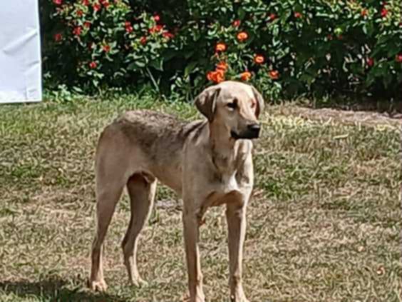 Pies szuka właściciela