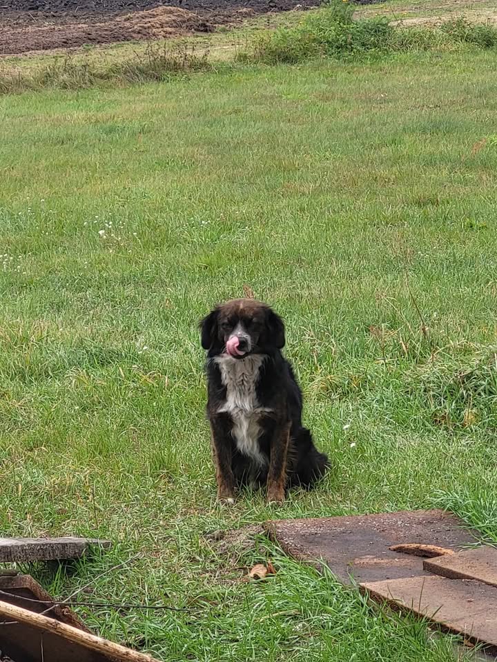 Pies szuka właściciela