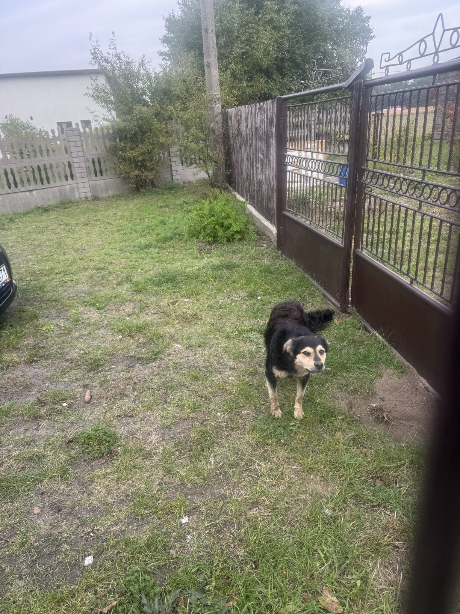 Pies szuka właściciela