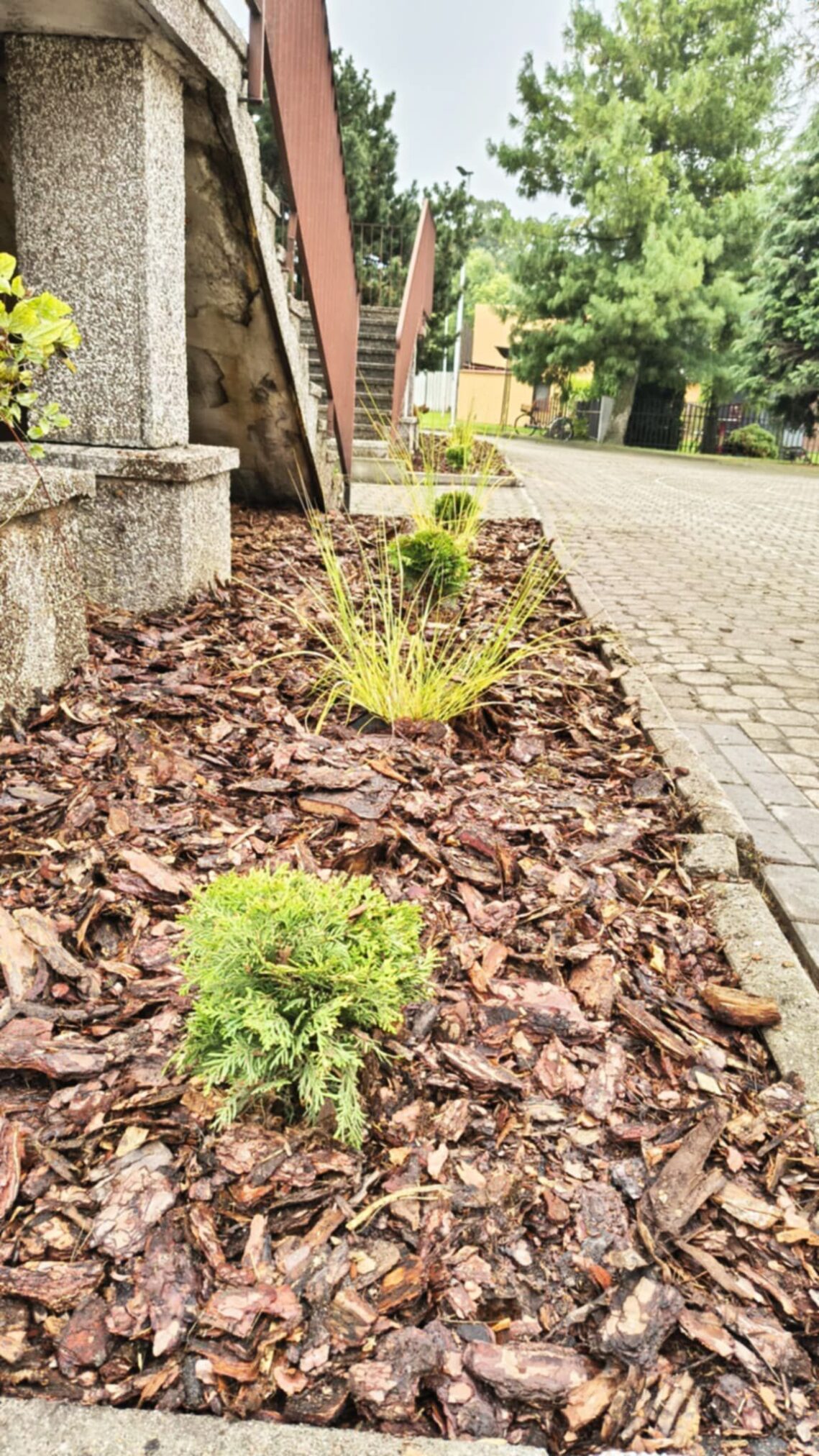 Trwają prace nasadzeniowe przy szkołach w Młodzieszynie i Janowie