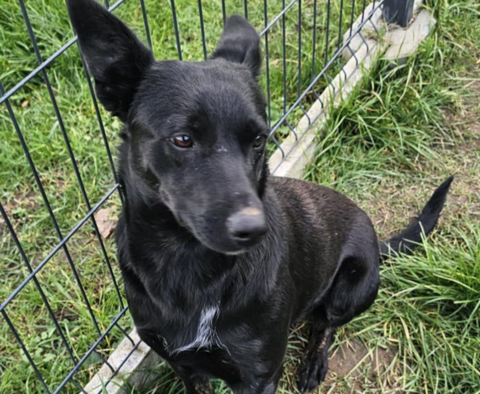 Prosimy o pomoc w znalezieniu nowego domu dla suczki