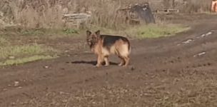 Pies szuka właściciela - Witkowice