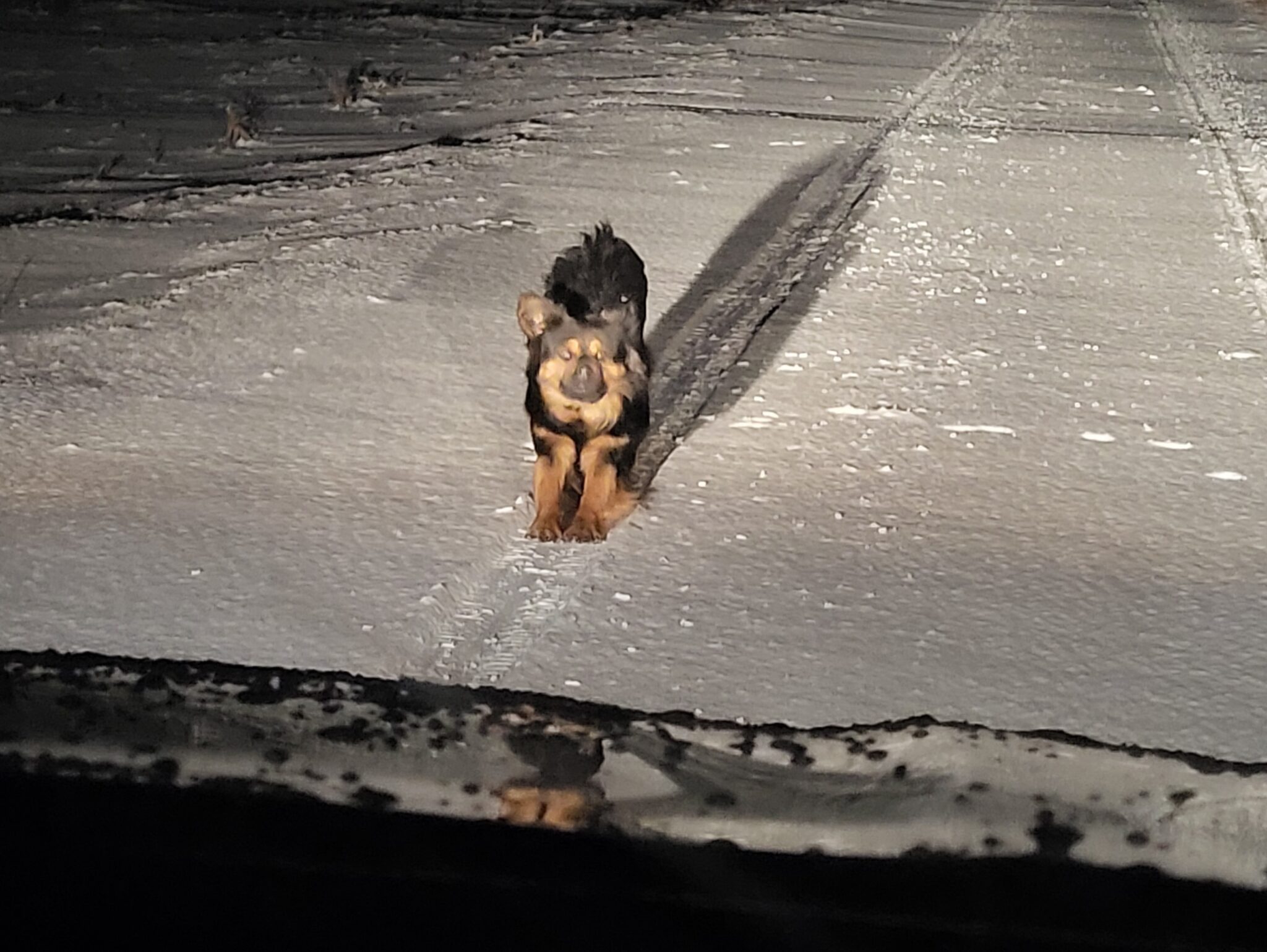 Pies szuka właściciela