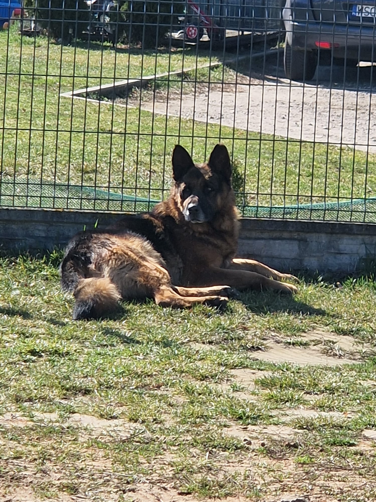 Pies szuka właściciela