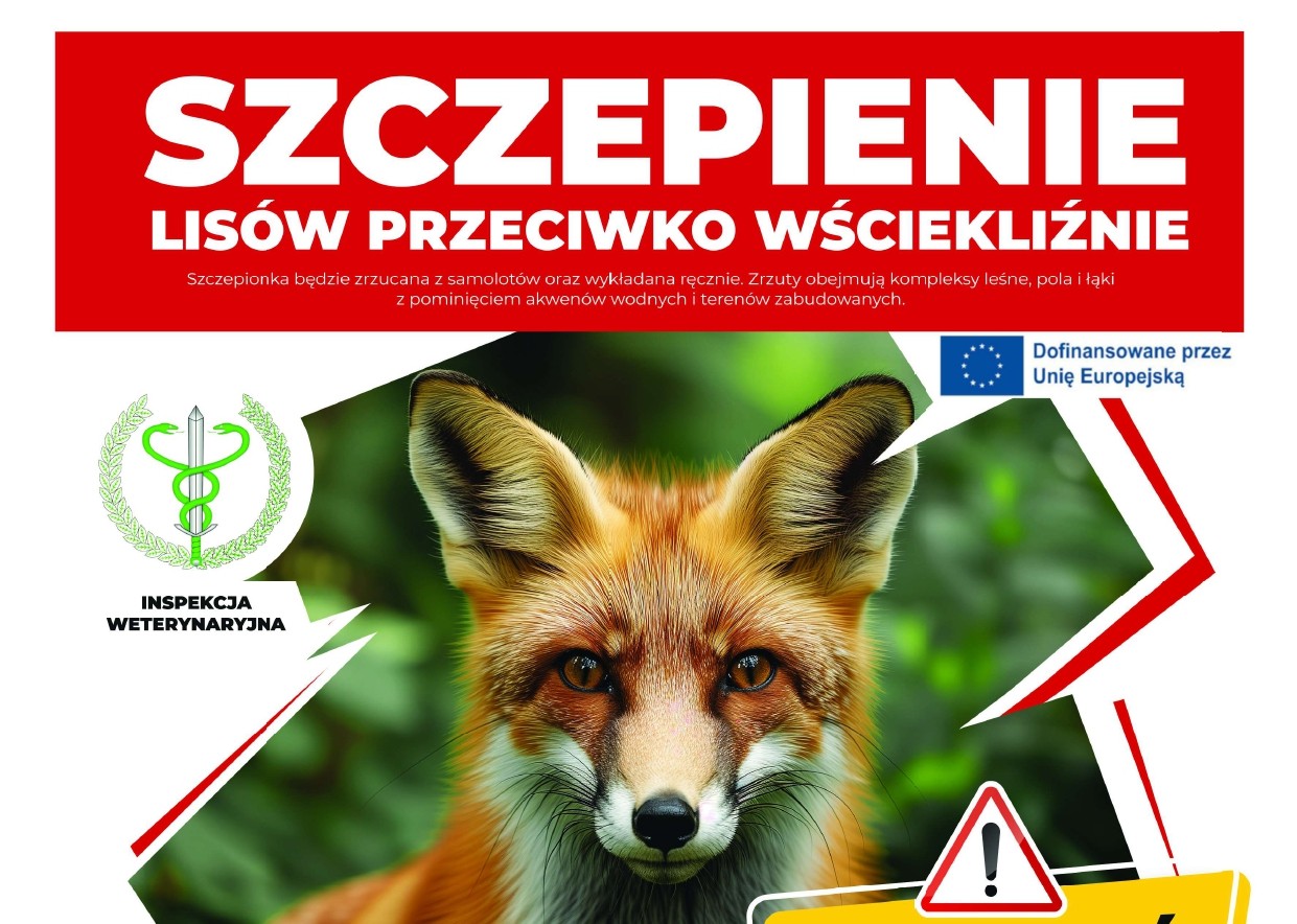 Szczepienia lisów przeciwko wściekliźnie